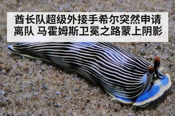 酋长队超级外接手希尔突然申请离队 马霍姆斯卫冕之路蒙上阴影